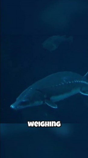 The Fish That's BIGGER Than a CAR?! 🤯