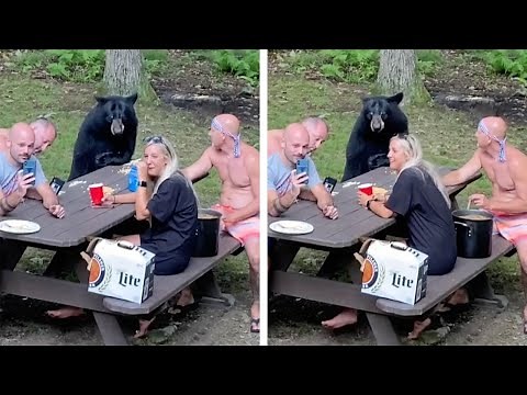 Family Enjoy Picnic With Wild Bear