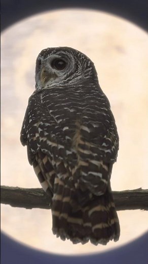 Spider vs Owl | Nature’s Hidden Battle Explained | Fact | #shorts
