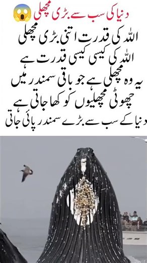 World’s Biggest Fish Ever Discovered | The Giant of the Ocean