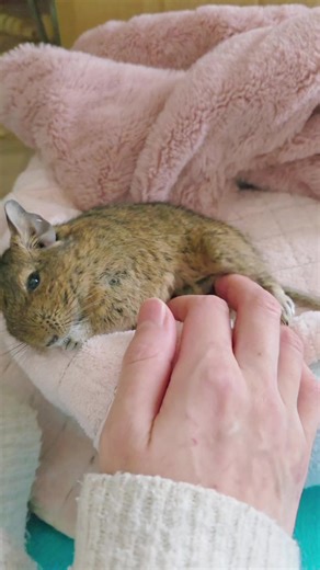 Pose♡ #デグー #degu #smallpets #exoticpets #cuteanimals