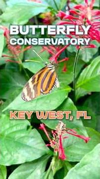 Key West’s Most Unexpected Attraction 🦋 Duval Street