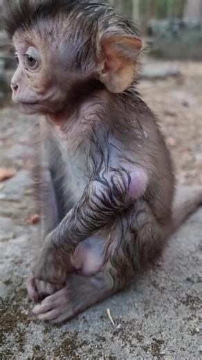 Adorable Baby Monkeys: A Must-See