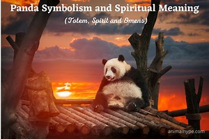 Panda Symbolism and Spiritual Meaning (Totem, Spirit and Omens) - Animal Hype