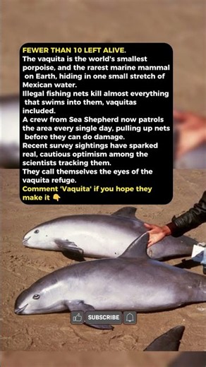 The Vaquita: Rarest Porpoise on Earth #Vaquita #Endangered #Wildlife