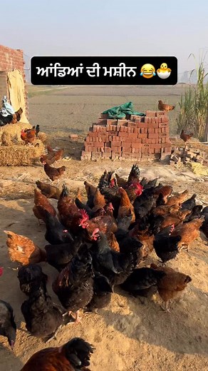 171K views · 6.8K reactions | Follow for more. . . . #hen #egg #eggs #reel #poultry #farm #poultryofinstagram #farming #uk #usa #canada #europe #india #punjab #like #follow motivation #info #knowledge #youtube #daily #new #vlog #instagood #viralvideos #viral #reels #maruti #short #majhail礪 | Gurpreetsidhuvlogs | Facebook