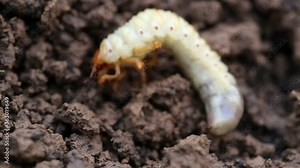 Close up of white grubs burrowing into the soil. The larva of a chafer beetle, sometimes known as the May beetle, June bug or June Beetle. Stock Video