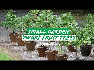 Dwarf fruit trees, in pots in a small space