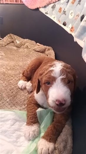 Ang Susy Suryani on Instagram: "Sibling 1: You crossed the line this time. Sibling 2: Oh, don’t be so dramatic. Sibling 1: I’m serious. This has gone too far. Mom ; LOL !!😂 - 3 weeks old red tuxedo giant poodle babies #redtuxedogiantpoodle #giantpoodle #giantpoodlebabies #tuxedogiantpoodle #giantpoodlesofinstagram #giantpoodleindonesia #giantpoodlepuppy #giantpoodlepuppies #giantpoodleindonesiaclub"