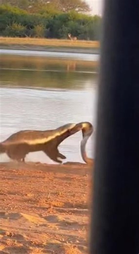 King Cobra vs Honey Badgers! Brutal Riverbank Showdown 🐍🔥 #Shorts