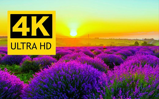 【4K】超高清美丽花卉合集 / 来源：8K VIDEOS HDR 60FPS