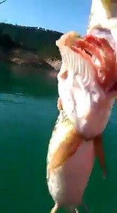 231K views · 830 reactions | Pike eat pike world out there. | Bass Masters And Fish Experts | Facebook