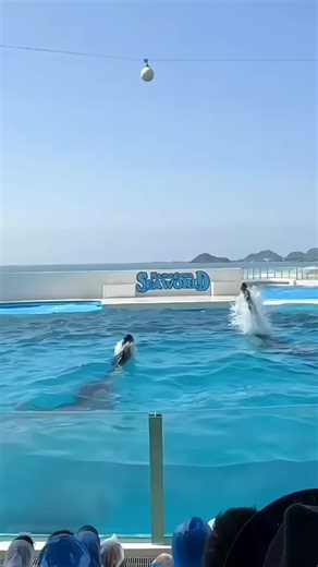 Explore Fascinating Orca Behavior in the Wild