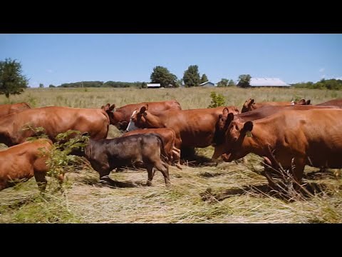 Adaptive Grazing 101: How to Assess Paddock Size and Optimal Stocking Density