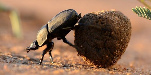Dung Beetle: A Wildlife Guide To The Dung Beetle✔️