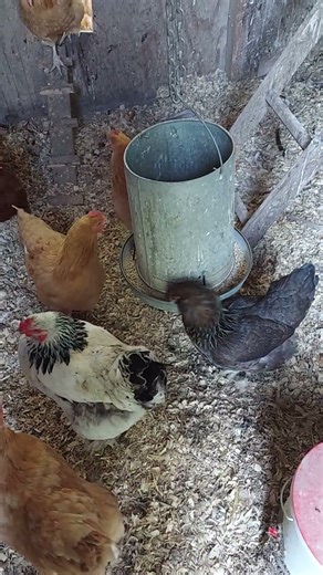 Chickens Munching Away #chicken #backyardchicken #backyardchickencoop