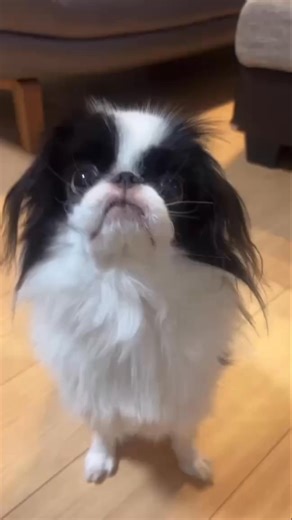 Japanese Chin | Japanese Chin