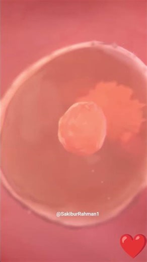 What Happens in the 4th Week of Pregnancy.Baby development in week 4 of pregnancy#PregnancyWeek4#fpy