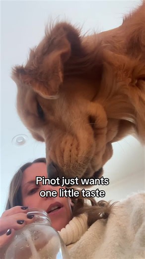 Understanding My Golden Retriever Pinot’s Reactions