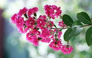 Do Crepe Myrtles Attract Hummingbirds?