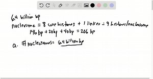 A diploid human cell contains approximately 6.4 billion base pairs of DNA. a. How many nucleosomes are present in such a cell? Assume that the linker DNA encompasses 40 bp. ) b. How many histone proteins are complexed to this DNA? | Numerade