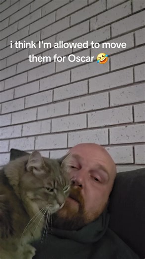 Understanding Cat Behavior and Interaction