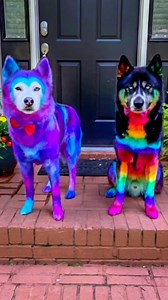 This Owner Dyes Her Pets 😱 | Ross Smith