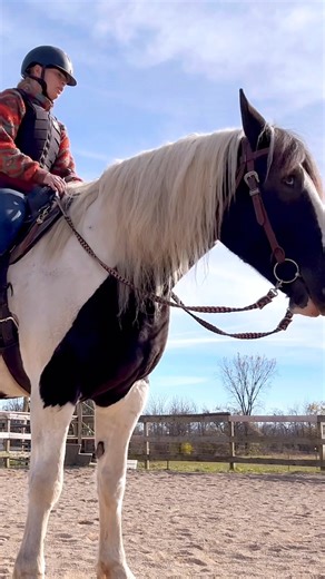 75K views · 5.7K reactions | First Ride On Giselle. She actually moves and feels nice for being a plow horse previously! She just needs refinement and time to get lighter on her forehand. Really enjoyed her! #newhorse #firstride | Free Spirit Equestrian | Facebook