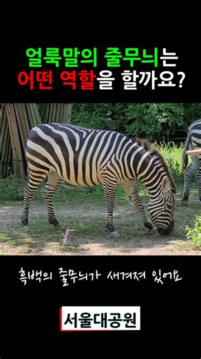 얼룩말의 줄무늬는 어떤 역할을 할까요? #얼룩말 #서울대공원 #서울대공원동물원 #서울대공원동물원