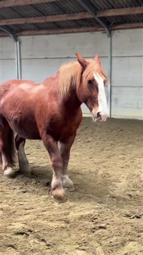 CAN YOU DO THAT WITH YOUR HORSE...?