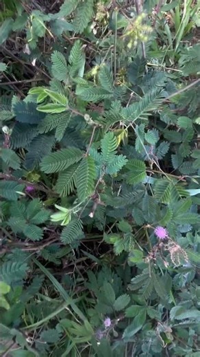 Mimosa Pudica Touch me not plant Lajawoti लजावती Shame Plant LAB TV Nepal Shorts