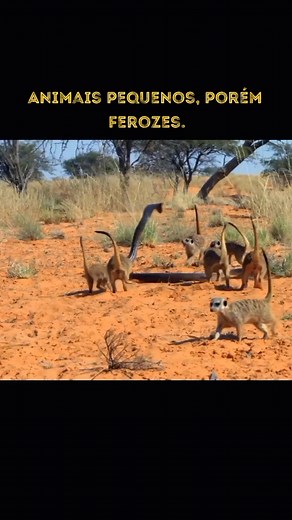 Predadores Africanos: A Luta pela Sobrevivência