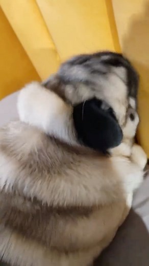 Pug Lifestyles | Pug is a compact, strong dog with a characteristic flat muzzle and skin with folds. - Credit : sm1rn0_756 on TikTok - DM for Credit or... | Instagram