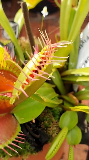 2.6K views · 25 reactions | Venus Flytrap eating a bug #reels #reelsvideo #reelsviral #viral #fyp #trend #trendingreels #trending #plant #carnivorousplant #insect #nature | Carnivorous Plants | Facebook