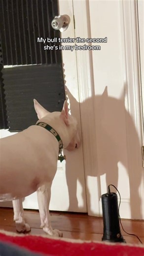 Follow-Up Visit for My English Bull Terrier