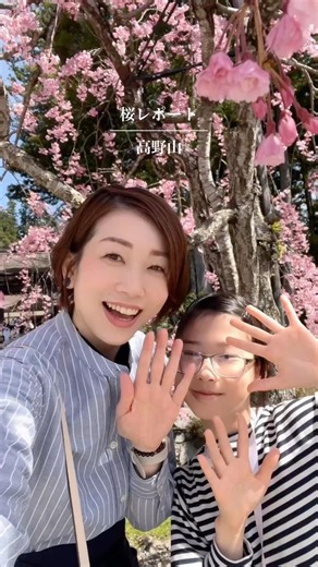 [Latest] Koyasan Cherry Blossom Report 2026 🌸 Kongobu-ji Temple #koyasan