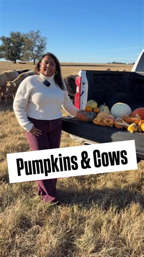 Chomp, chomp. Cows love pumpkins!! Dr. D’Souza shares what you should think about before giving cows pumpkins to eat. 🎃 🐂 #MSUext | Mississippi State University Extension Service