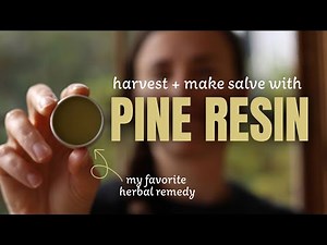 How to harvest pine resin and make an anti-microbial salve