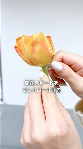 一瞬で開いた…は卒業！ チューリップの開花をコントロールする2テク✨ #チューリップ #花のお手入れ #長持ち