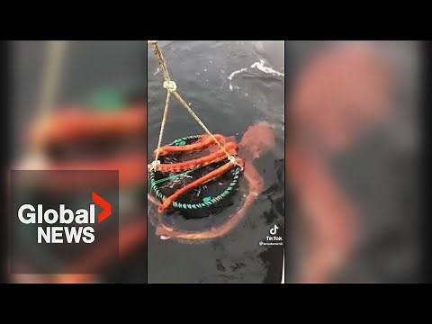Giant Pacific octopus wrapped around in trap captured in BC viral video