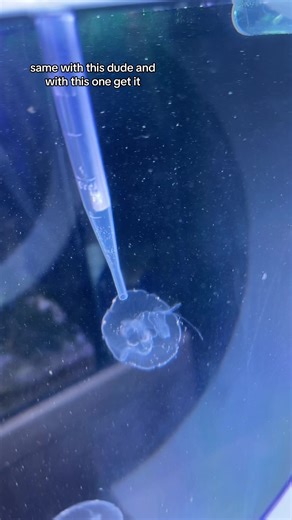 Feeding Tips for Baby Moon Jellyfish at Home