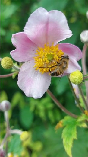 Biene #bee #insekt #insect #tier #animal #wildlife #shorts