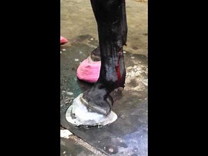 Standing deep flexor tenotomy