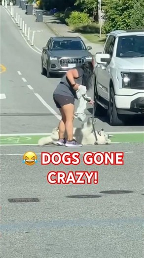 🐶 Funniest Crazy Dog Moments Caught on Camera!