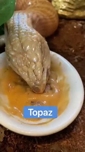 How The Animals Eat On Thanksgiving 😋🦃 #shorts #thanksgiving