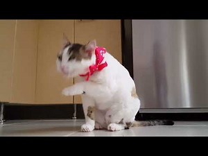 Cats 101: Everything You Need to Know About Our Feline Friends!