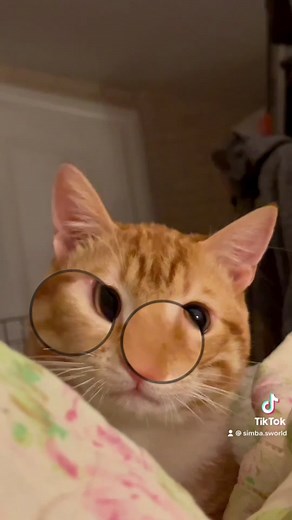 Meet Simba: The King of TikTok Cats
