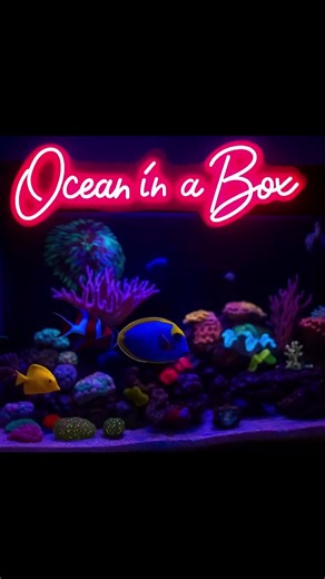 Exploring Fish and Coral Life in Aquaforest