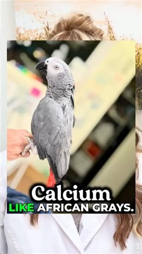 These 3 Birds Need COMPLETELY Different Diets #BirdNutrition #PetTips