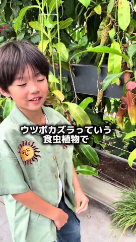 きのこオタクになる前は実は食虫植物がいちばん好きでした #きのこオタクの日常 #食虫植物 #ウツボカズラ